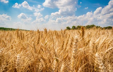 Pole s obilím z Farmy Lipina. Pšenice, ječmen a řepka z ekologického hospodářství