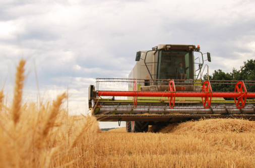 farma-lipina-sklizen-obilovin-kombajn-mrnous-min